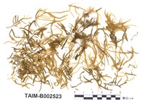 藏品(赤莖苔)的圖片